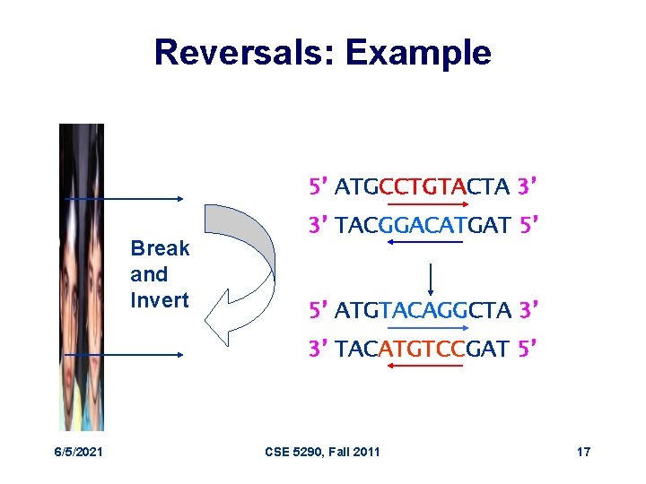 Reversals: Example 5’ ATGCCTGTACTA 3’ Break and Invert 3’ TACGGACATGAT 5’ 5’ ATGTACAGGCTA 3’