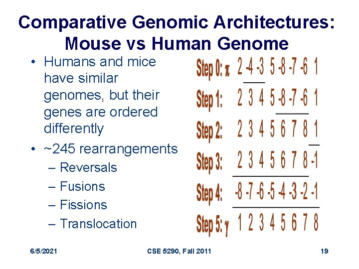 Comparative Genomic Architectures: Mouse vs Human Genome • Humans and mice have similar genomes,