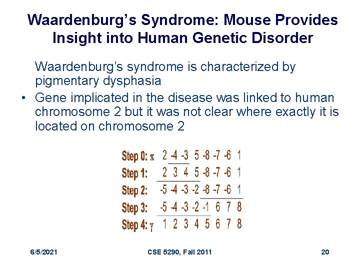 Waardenburg’s Syndrome: Mouse Provides Insight into Human Genetic Disorder Waardenburg’s syndrome is characterized by