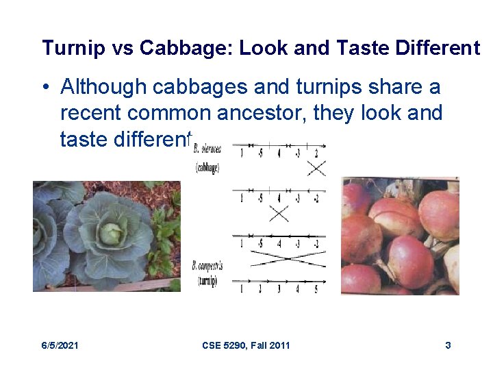 Turnip vs Cabbage: Look and Taste Different • Although cabbages and turnips share a