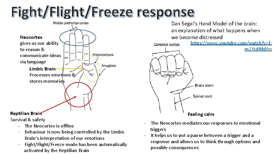Fight/Flight/Freeze response Neocortex gives us our ability to reason & communicate ideas via language