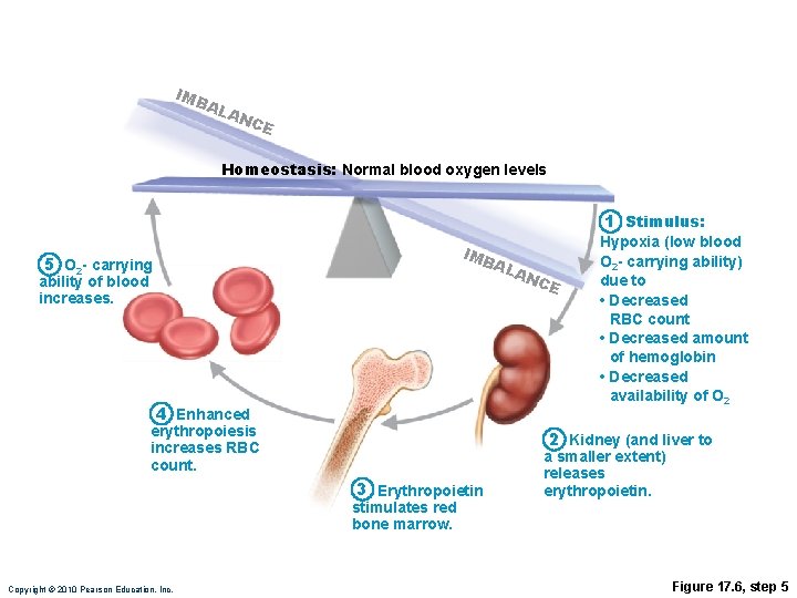 IMB AL AN CE Homeostasis: Normal blood oxygen levels 1 Stimulus: IMB 5 O