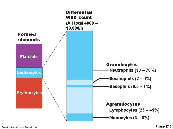 Differential WBC count (All total 4800 – 10, 800/l) Formed elements Platelets Leukocytes Granulocytes