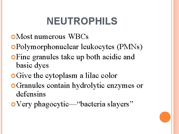 NEUTROPHILS Most numerous WBCs Polymorphonuclear leukocytes (PMNs) Fine granules take up both acidic and