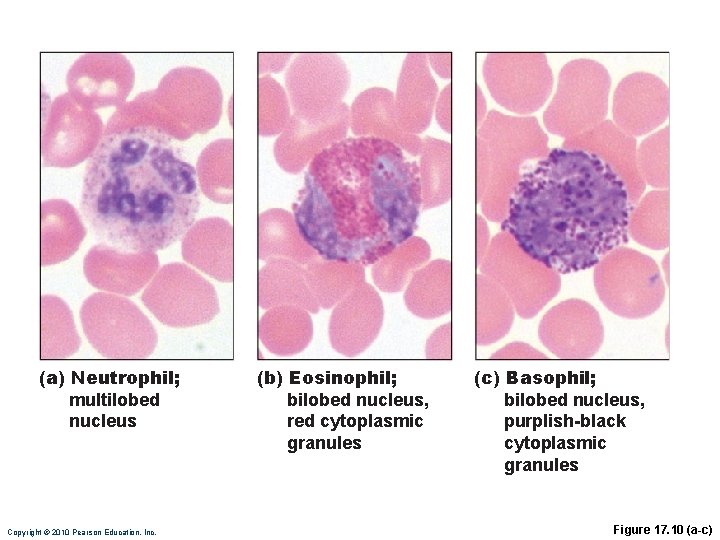 (a) Neutrophil; multilobed nucleus Copyright © 2010 Pearson Education, Inc. (b) Eosinophil; bilobed nucleus,