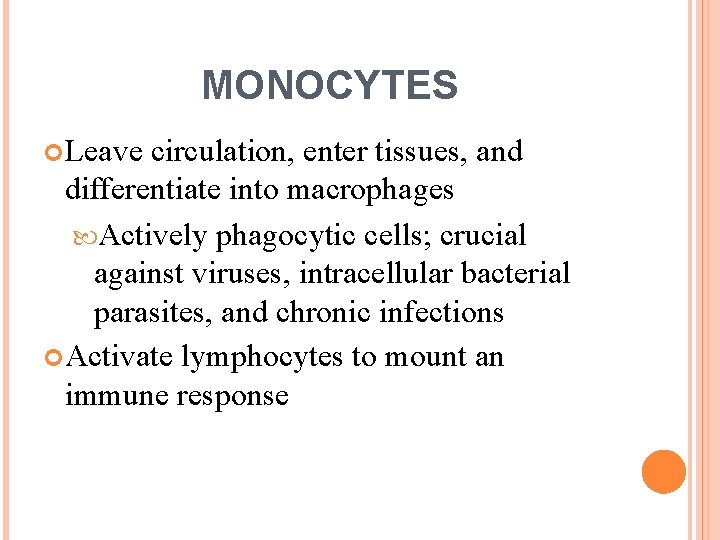 MONOCYTES Leave circulation, enter tissues, and differentiate into macrophages Actively phagocytic cells; crucial against