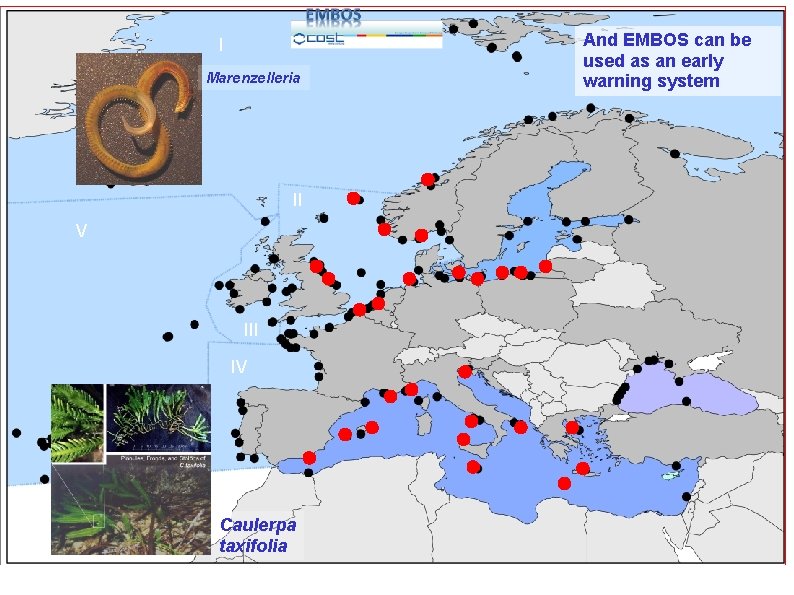 I Marenzelleria II V III IV Caulerpa taxifolia And EMBOS can be used as