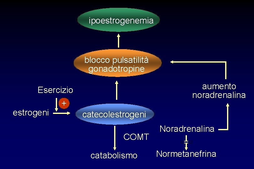ipoestrogenemia blocco pulsatilità gonadotropine Esercizio + estrogeni aumento noradrenalina catecolestrogeni COMT catabolismo Noradrenalina =