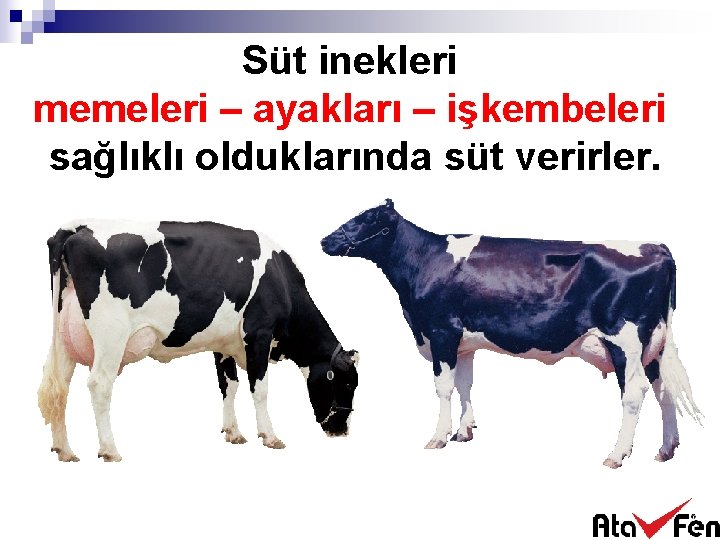 Süt inekleri memeleri – ayakları – işkembeleri sağlıklı olduklarında süt verirler. 