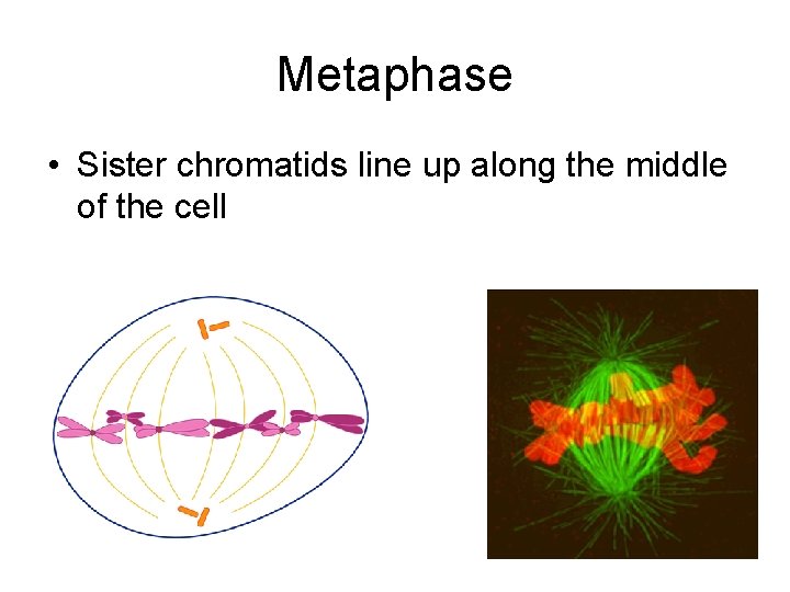 Metaphase • Sister chromatids line up along the middle of the cell 
