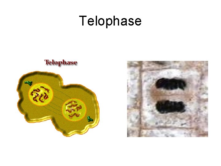 Telophase 