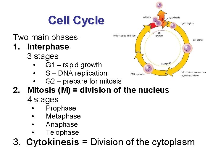 Cell Cycle Two main phases: 1. Interphase 3 stages • • • G 1