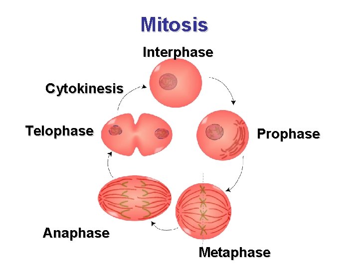 Mitosis Interphase Cytokinesis Telophase Prophase Anaphase Metaphase 