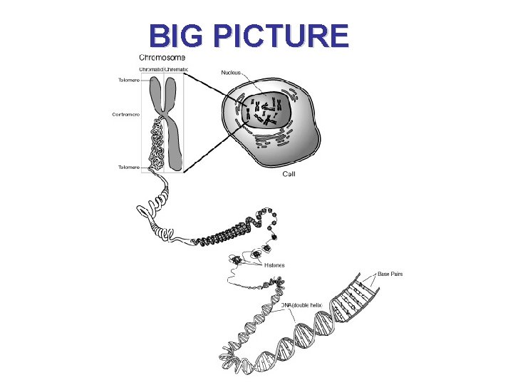 BIG PICTURE 