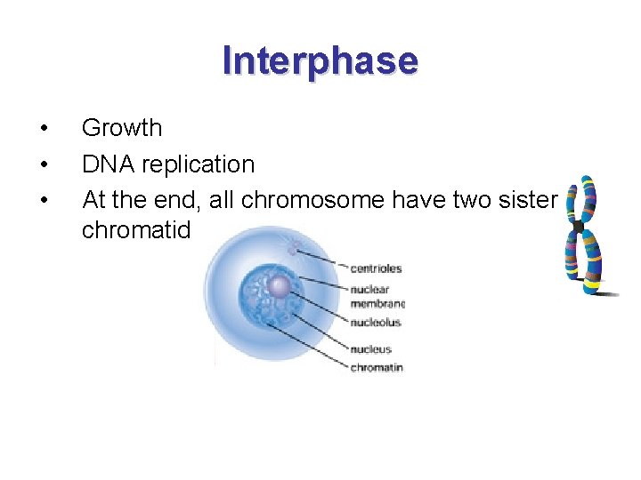 Interphase • • • Growth DNA replication At the end, all chromosome have two