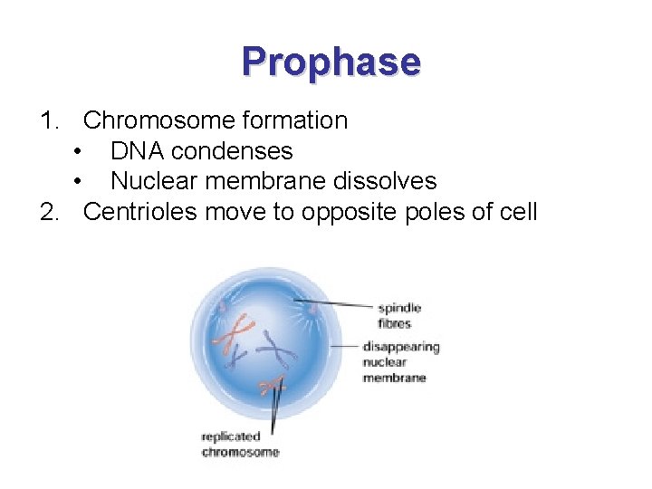 Prophase 1. Chromosome formation • DNA condenses • Nuclear membrane dissolves 2. Centrioles move
