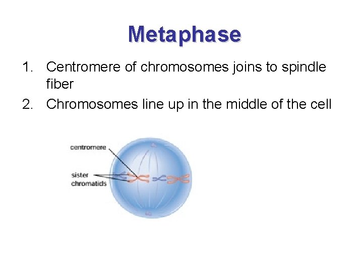 Metaphase 1. Centromere of chromosomes joins to spindle fiber 2. Chromosomes line up in