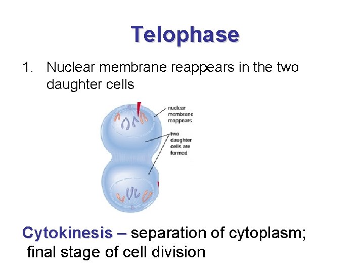 Telophase 1. Nuclear membrane reappears in the two daughter cells Cytokinesis – separation of