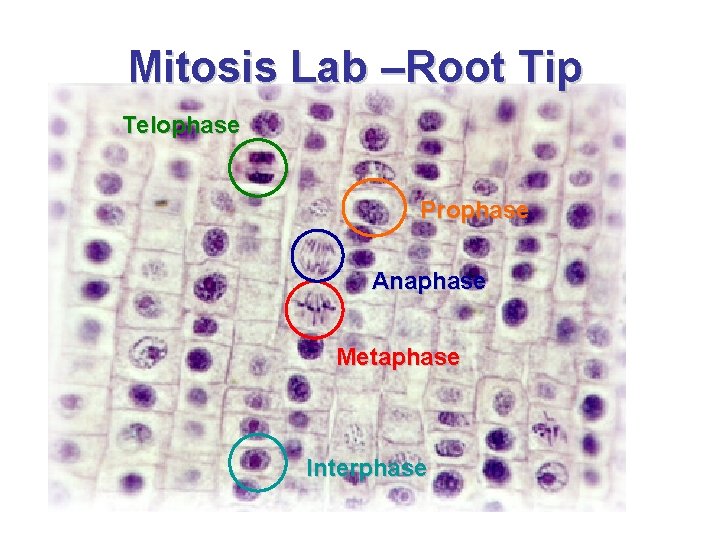 Mitosis Lab –Root Tip Telophase Prophase Anaphase Metaphase Interphase 