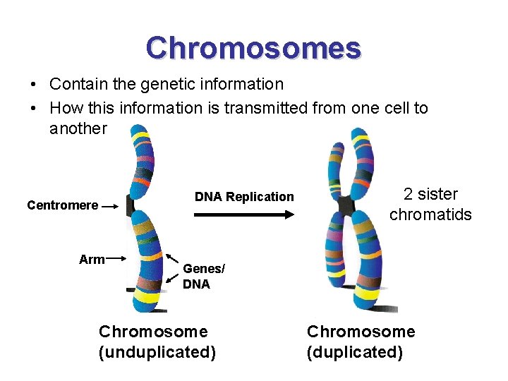 Chromosomes • Contain the genetic information • How this information is transmitted from one