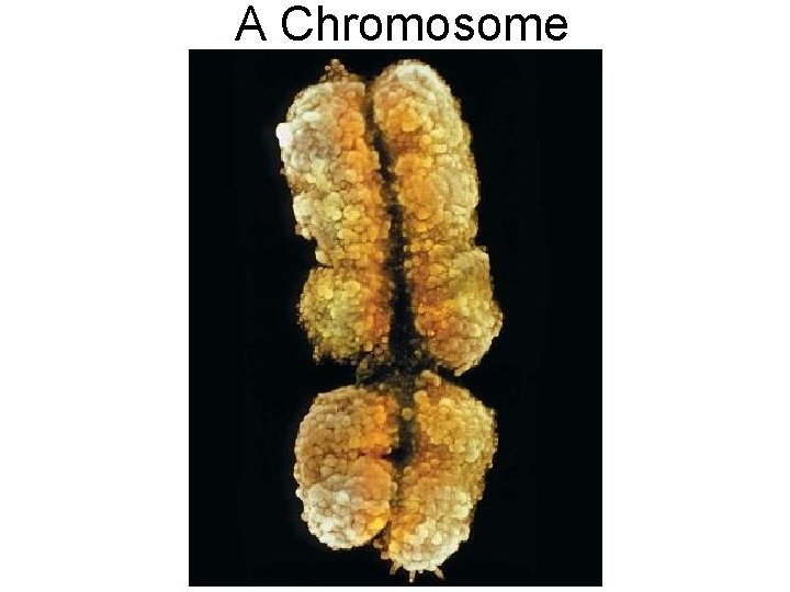 A Chromosome 