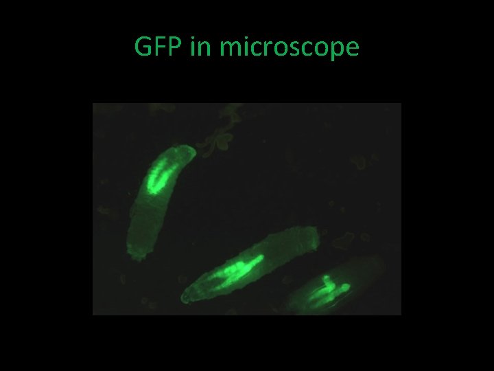 GFP in microscope 