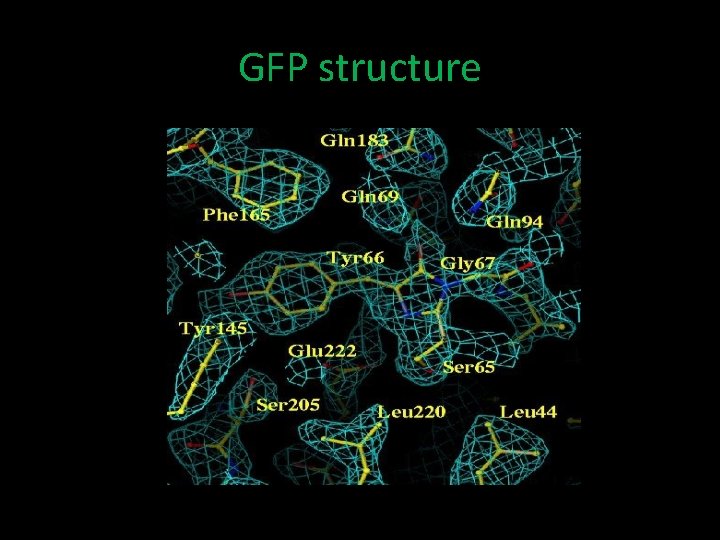 GFP structure 