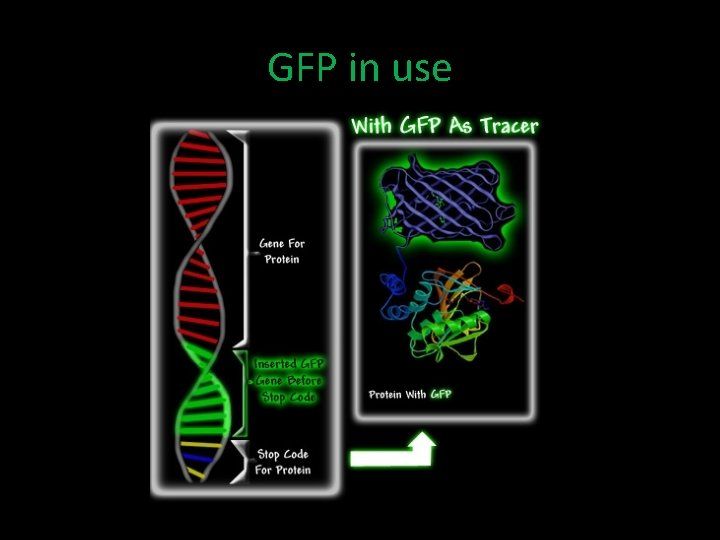 GFP in use 