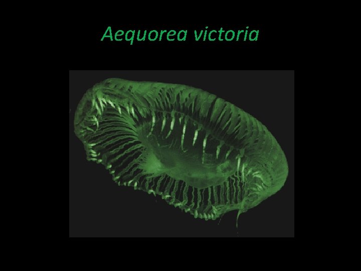 Aequorea victoria 