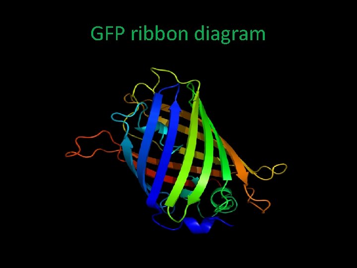 GFP ribbon diagram 