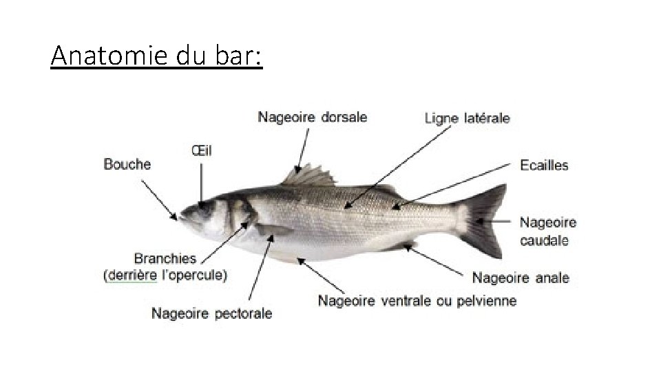 Anatomie du bar: 