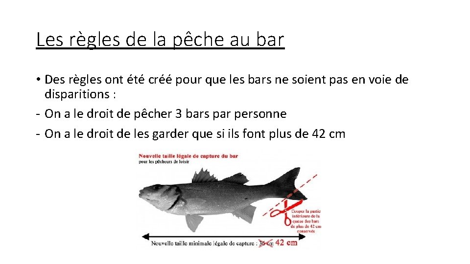 Les règles de la pêche au bar • Des règles ont été créé pour