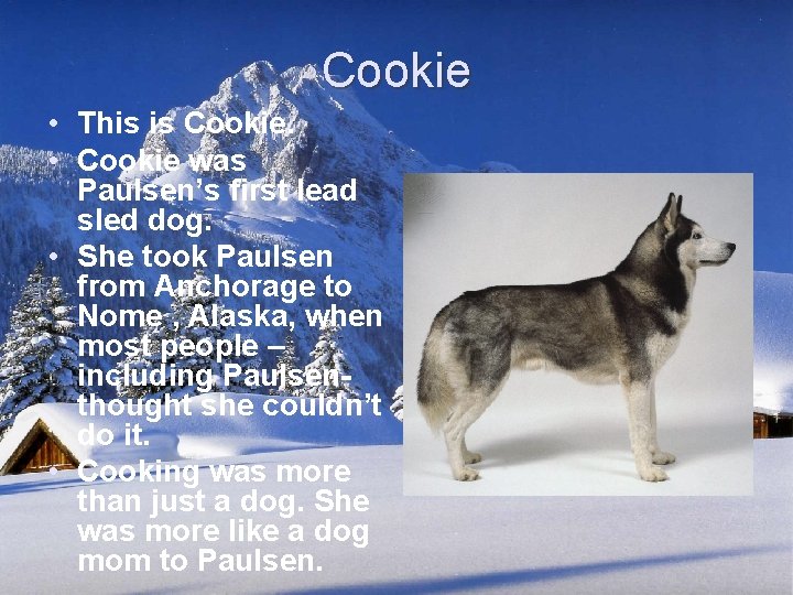 Cookie • This is Cookie. • Cookie was Paulsen’s first lead sled dog. •