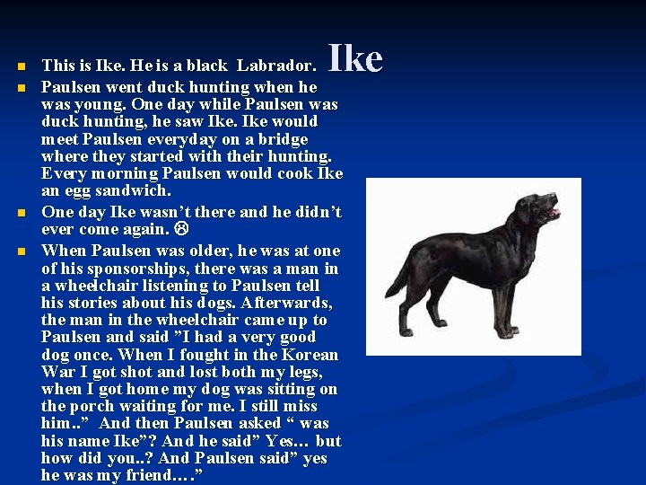 n n Ike This is Ike. He is a black Labrador. Paulsen went duck