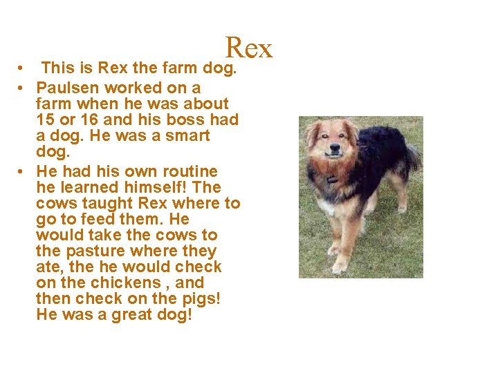 Rex • This is Rex the farm dog. • Paulsen worked on a farm