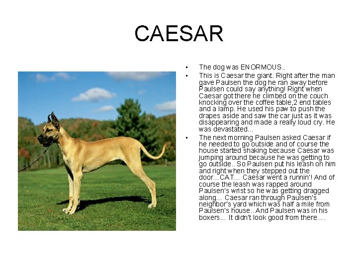 CAESAR • • • The dog was ENORMOUS. . This is Caesar the giant.