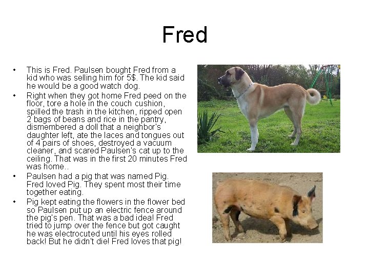 Fred • • This is Fred. Paulsen bought Fred from a kid who was