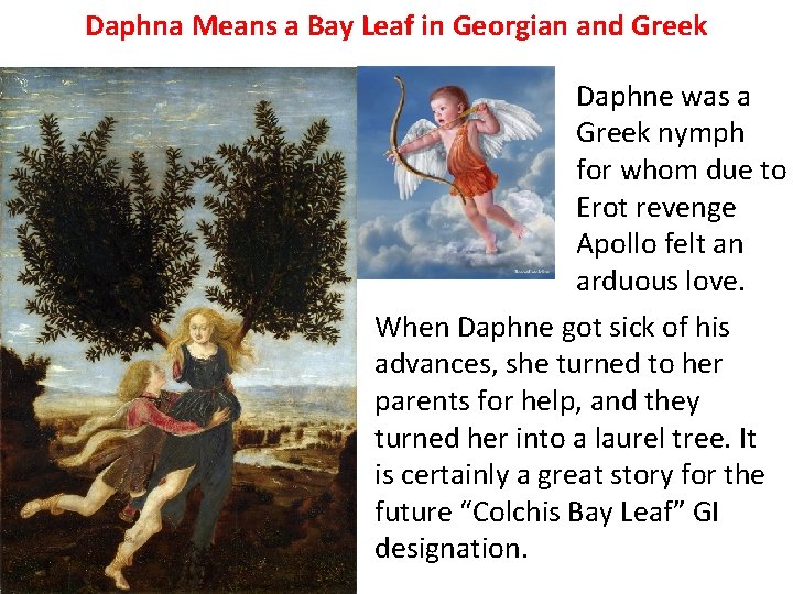 Daphna Means a Bay Leaf in Georgian and Greek Daphne was a Greek nymph