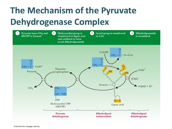 The Mechanism of the Pyruvate Dehydrogenase Complex 