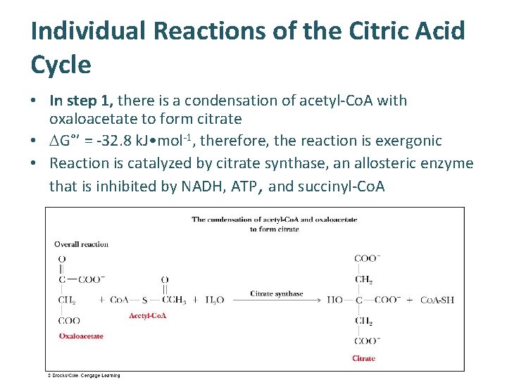 Individual Reactions of the Citric Acid Cycle • In step 1, there is a