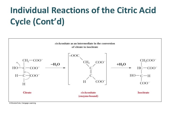 Individual Reactions of the Citric Acid Cycle (Cont’d) 