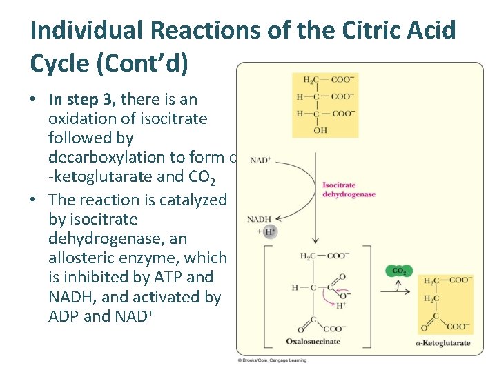 Individual Reactions of the Citric Acid Cycle (Cont’d) • In step 3, there is