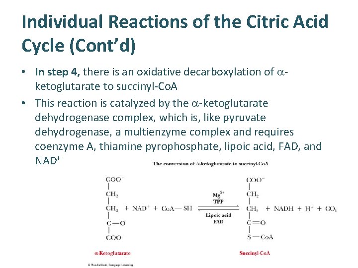 Individual Reactions of the Citric Acid Cycle (Cont’d) • In step 4, there is