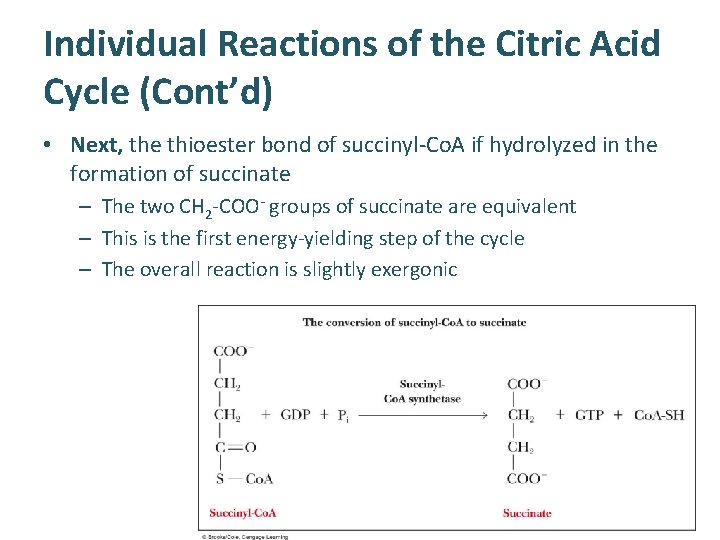 Individual Reactions of the Citric Acid Cycle (Cont’d) • Next, the thioester bond of