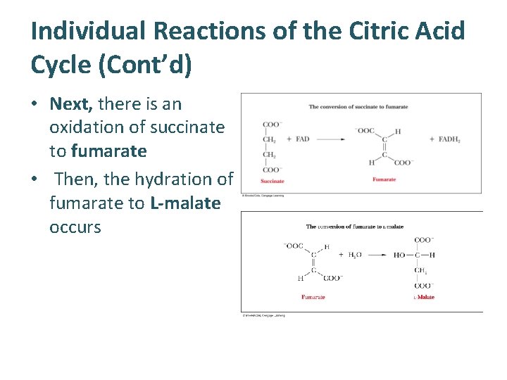 Individual Reactions of the Citric Acid Cycle (Cont’d) • Next, there is an oxidation