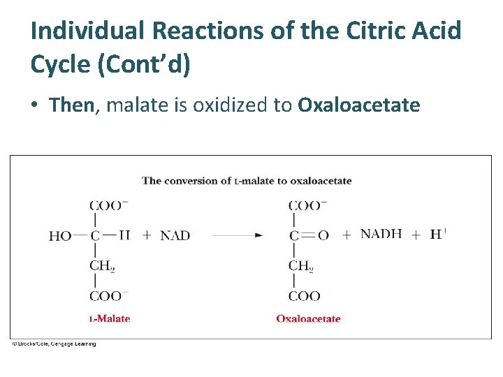 Individual Reactions of the Citric Acid Cycle (Cont’d) • Then, malate is oxidized to