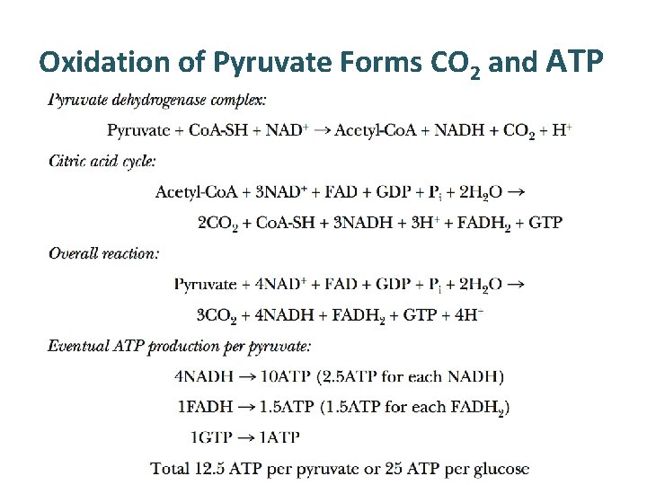 Oxidation of Pyruvate Forms CO 2 and ATP 