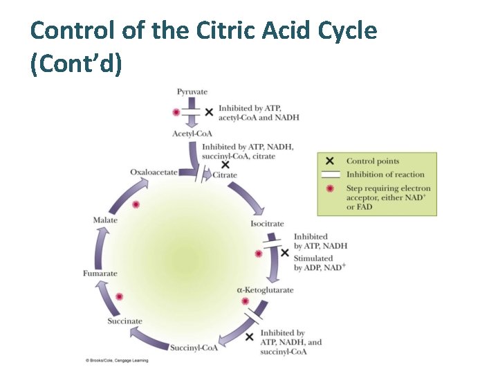 Control of the Citric Acid Cycle (Cont’d) 