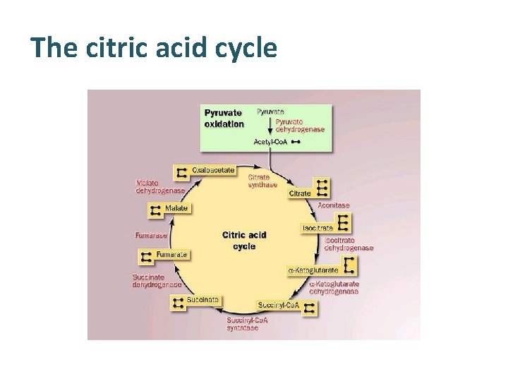 The citric acid cycle 