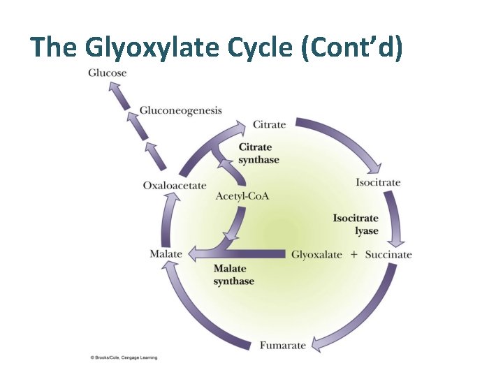 The Glyoxylate Cycle (Cont’d) 